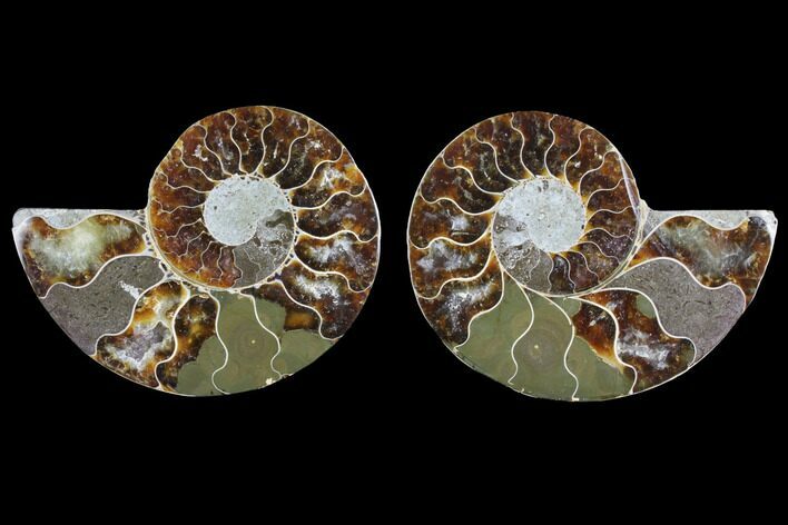 Bargain, Agate Replaced Ammonite Fossil - Madagascar #145820
